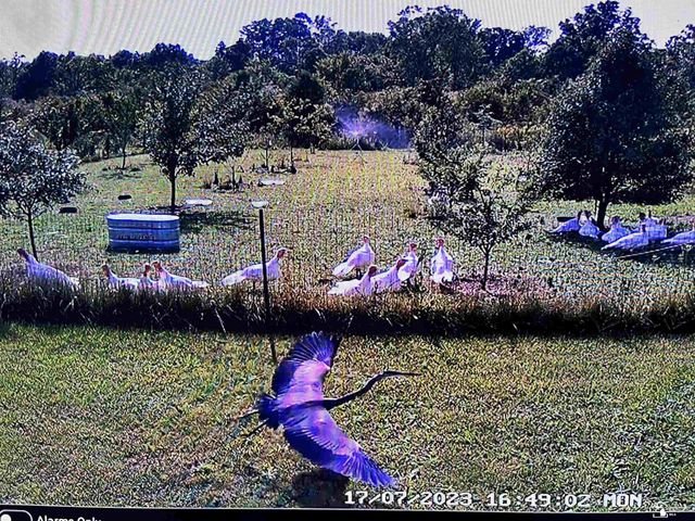 4335 Dauncy Road, Berlin Twp, MI 48134