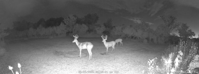 4335 Dauncy Road, Berlin Twp, MI 48134