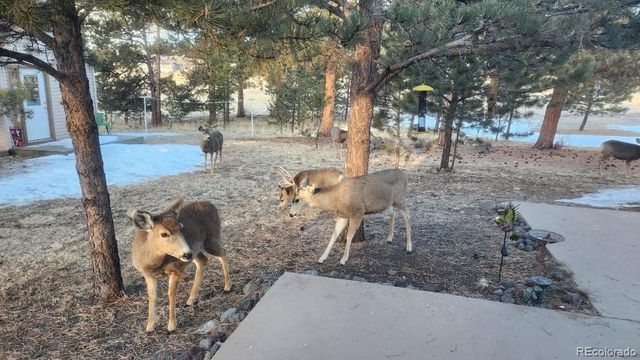 2602 Southpark Road, Florissant, CO 80816