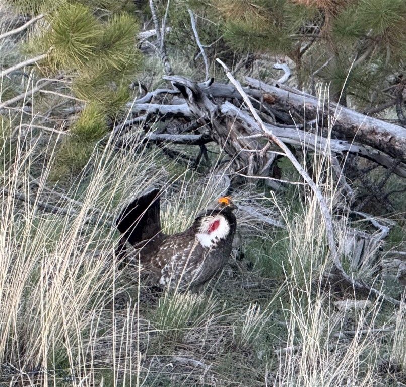 TBD TBD, Big Timber, MT 59011 photo 20