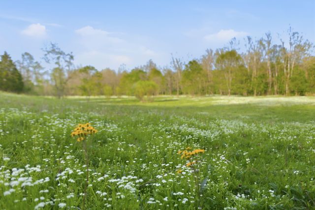 8586 Stulltown Road, Owingsville, KY 40360