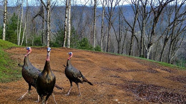 20 Fly Cast Overlook, Hayesville, NC 28904