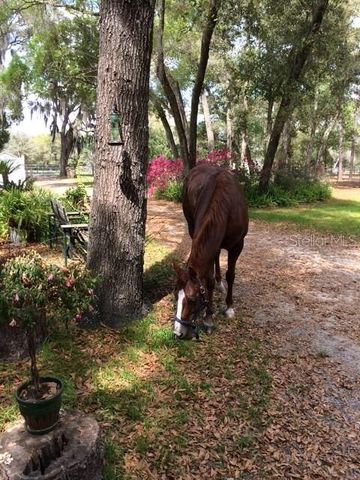 23404 HOBDY ROAD, Sorrento, FL 32776