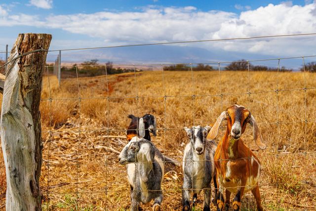 126 Hoomaikai Pl, Kula, HI 96790