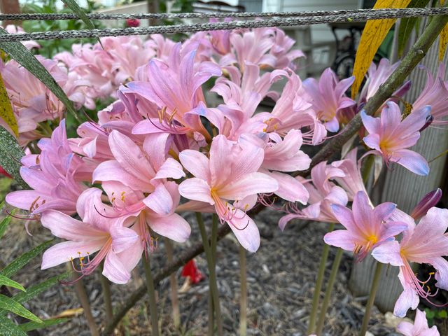 2610 GABRIANNA CT, Columbia, MO 65203