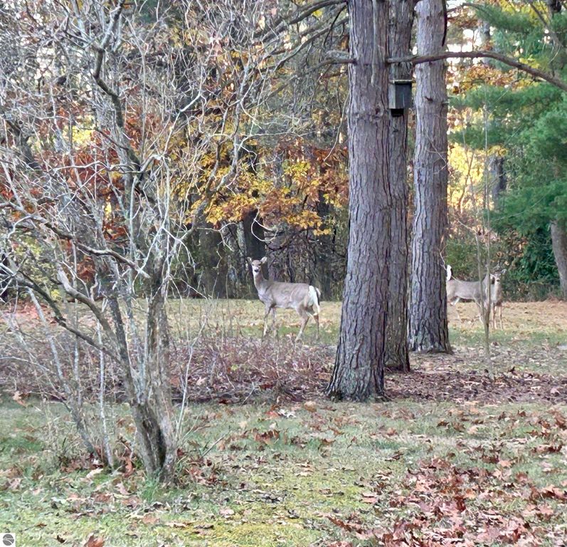 Deer in a park-like setting near trees and autumn foliage, enhancing the tranquil atmosphere of the property at 1007 W First Street, Tawas City, MI.