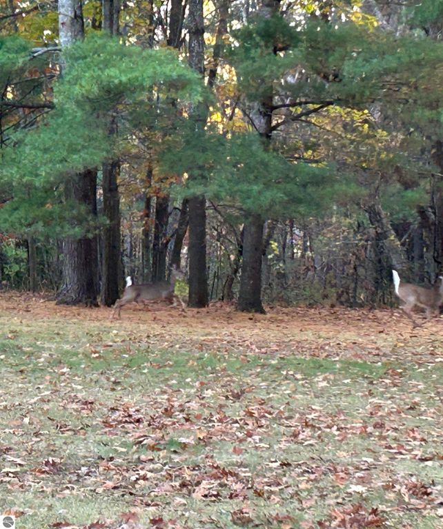 Deer grazing in a park-like setting with autumn foliage, enhancing the tranquil atmosphere near 1007 W First Street, Tawas City, MI.