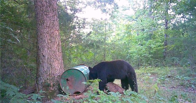 19055 Cove Creek Road, Prairie Grove, AR 72753