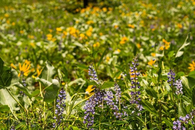 NHN Peak Point Drive Lot 1, Livingston, MT 59047