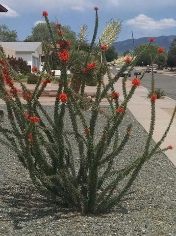 6805 Orphelia Avenue NE, Albuquerque, NM 87109