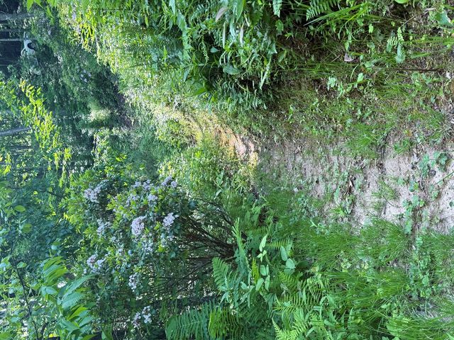 1096 Mount Tabor Road, Nantahala, NC 28781