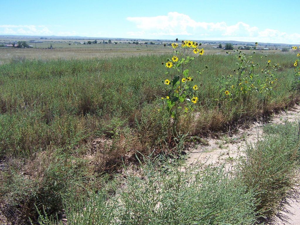 LEONARD(aka BAY), Moriarty, NM 87035