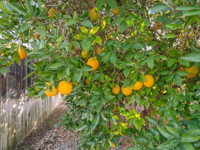 16787 Paula Road, Madera, CA 93636