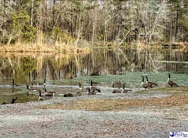 242 E Mciver Rd, Darlington, SC 29532