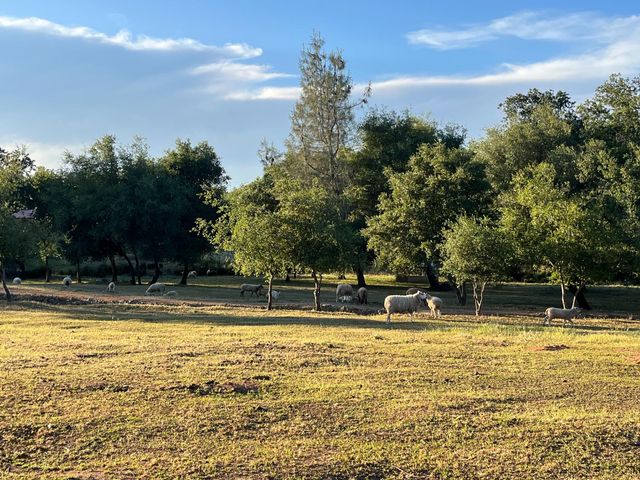 3117 Garden Bar Rd, Lincoln, CA 95648