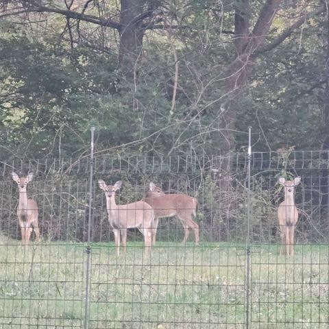 622 Oakwood Ter, Mount Juliet, TN 37122