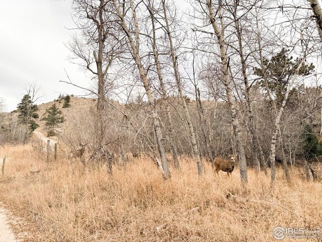 846 Boxer Ranch Rd, Livermore, CO 80536