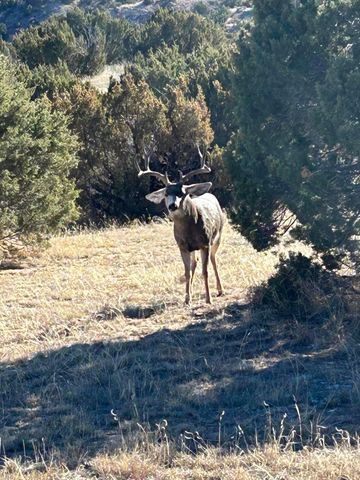 10450 INDIAN CAMP Trail, Canyon, TX 79015