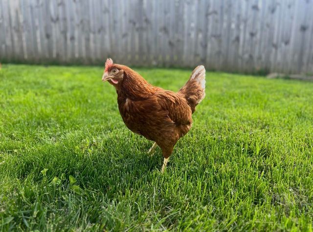 21 Virginia Avenue, Winchester, KY 40391