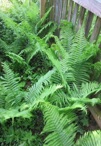 1422 Morton Avenue, Ann Arbor, MI 48104