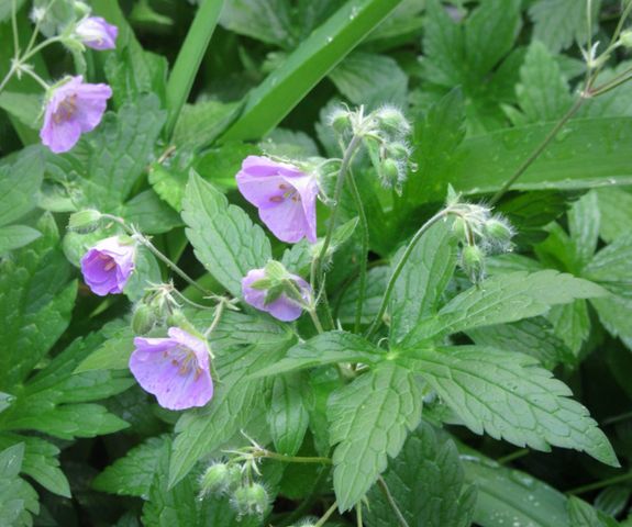 1422 Morton Avenue, Ann Arbor, MI 48104