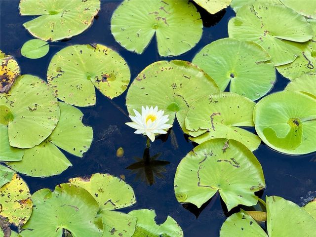 3607 UMBRELLA TREE LANE, Oxford, FL 34484