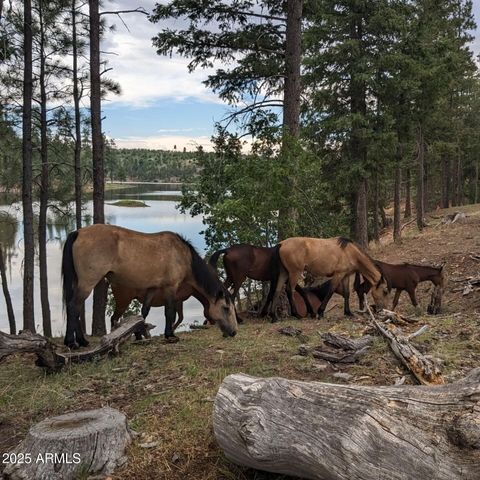 49550 N HWY 288 --, Young, AZ 85554