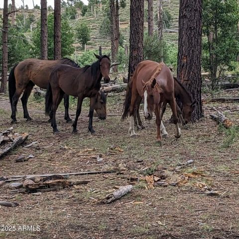 49550 N HWY 288 --, Young, AZ 85554