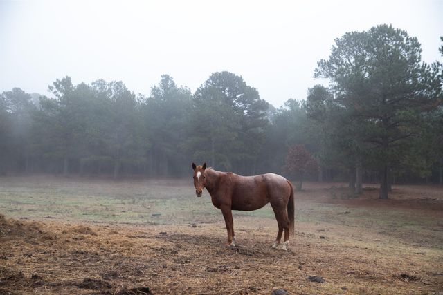 451 Glenwood Trail, Lamar, AR 72846