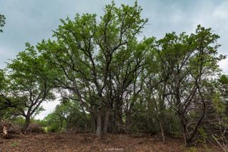 8219 Fm 89, Tuscola, TX 79562