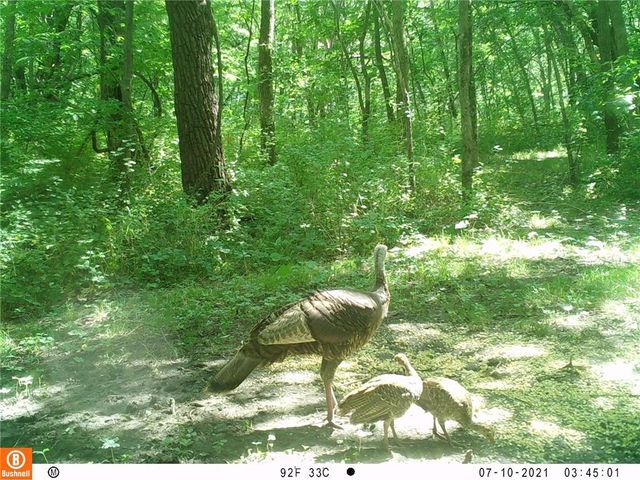 962 NW 445 Road, Centerview, MO 64019