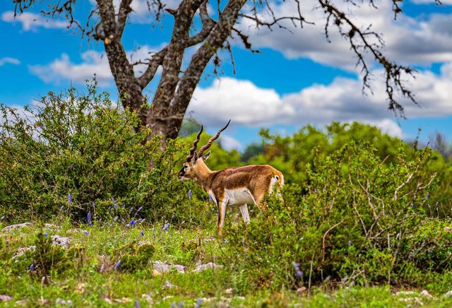 113 Indian Bluff, Kerrville, TX 78028