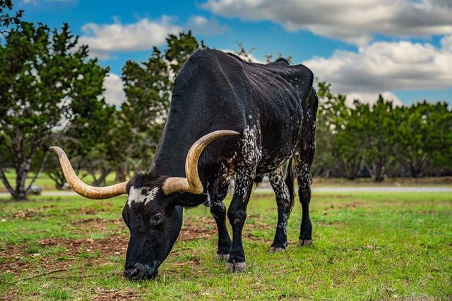 113 Indian Bluff, Kerrville, TX 78028