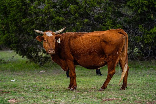 113 Indian Bluff, Kerrville, TX 78028