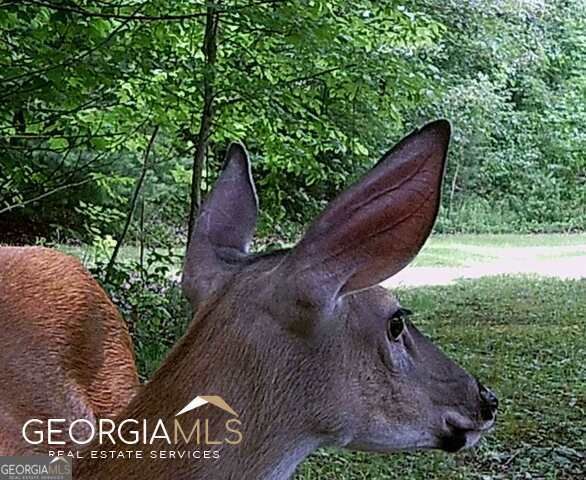 1994 Camp Creek Road, Lakemont, GA 30552