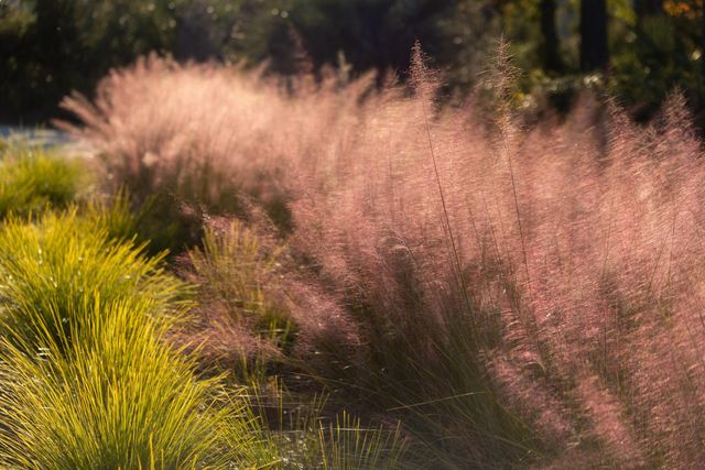 809 Roddin Street, Daniel Island, SC 29492