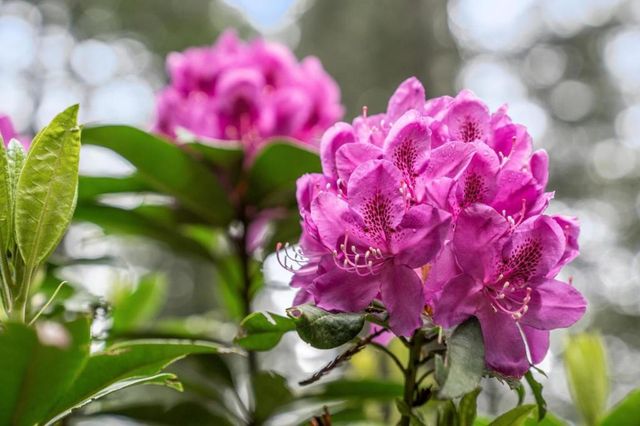 13872 Silver Sky Way, Woodside, CA 94062