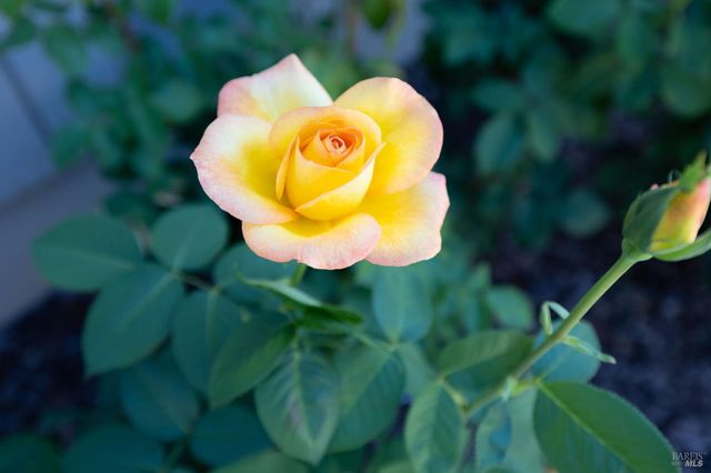 2429 Lemur St, Santa Rosa, CA 95401