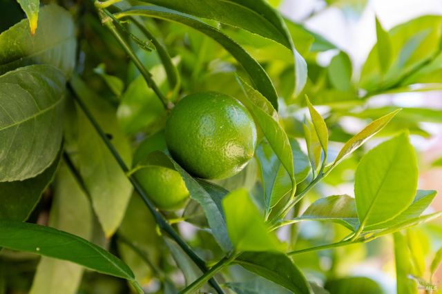 2429 Lemur St, Santa Rosa, CA 95401