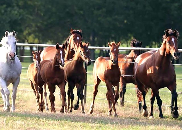 10399 Zipper Road, Pilot Point, TX 76258