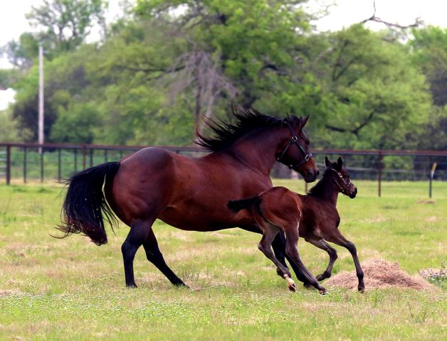 10399 Zipper Road, Pilot Point, TX 76258