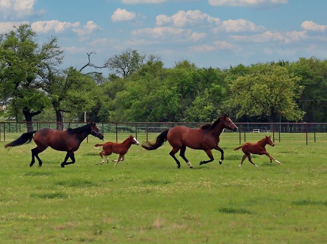 10399 Zipper Road, Pilot Point, TX 76258