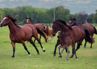 10399 Zipper Road, Pilot Point, TX 76258