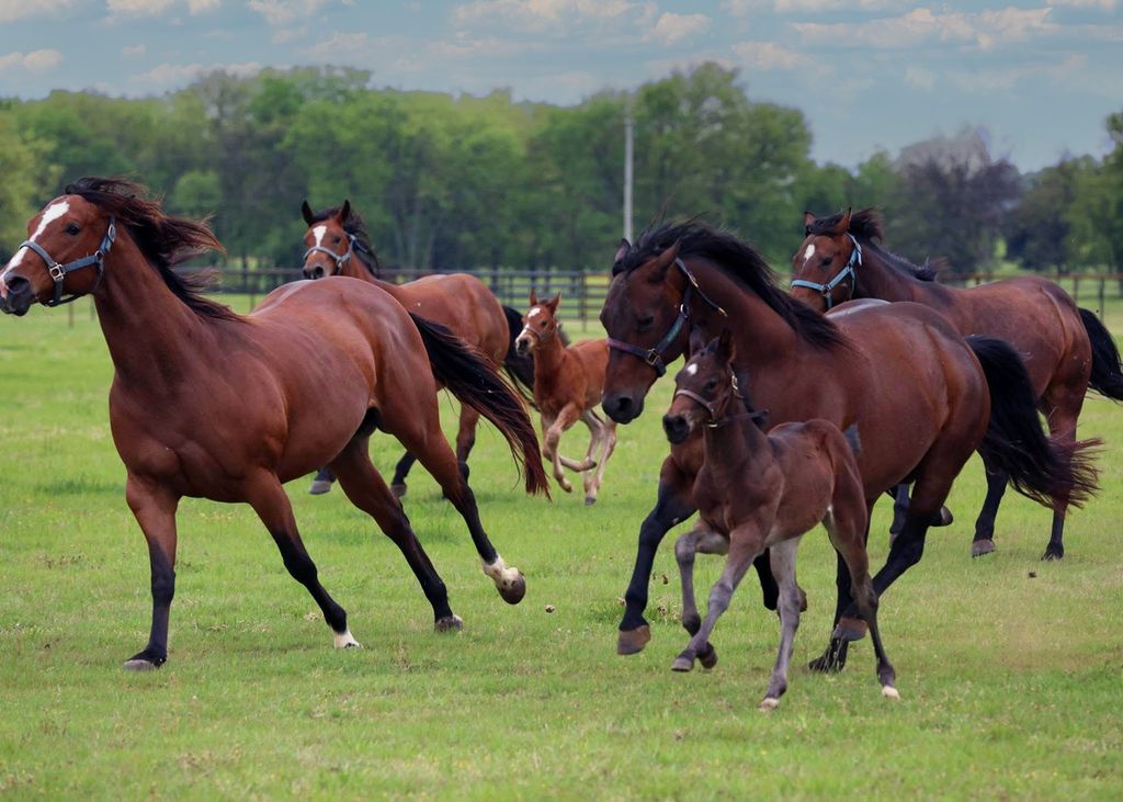 10399 Zipper Road, Pilot Point, TX 76258