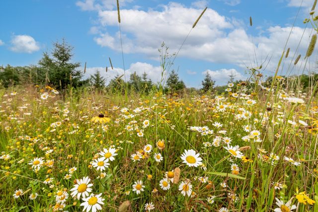 24555 Emstad Road, Brainerd, MN 56401