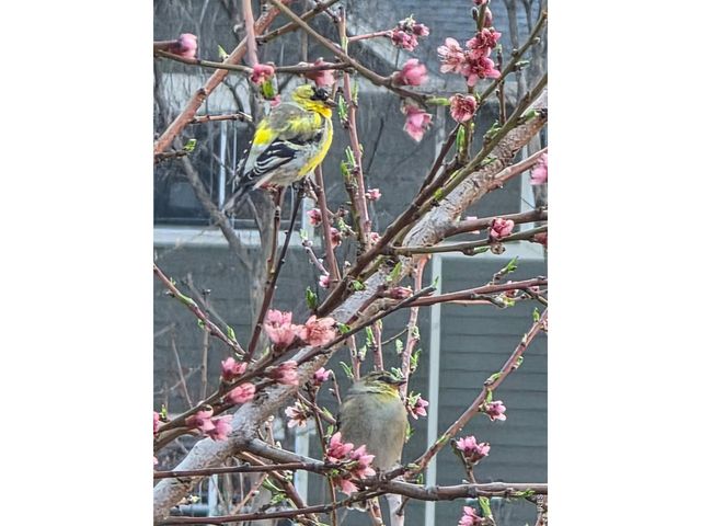 2017 Sicily Cir, Longmont, CO 80503