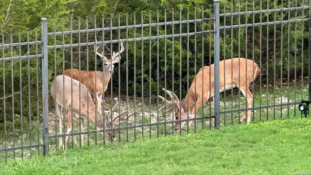 2814 Running Fawn, San Antonio, TX 78261