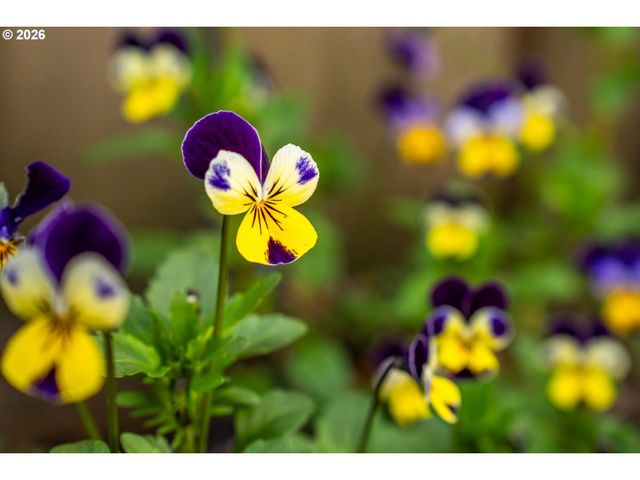 20386 Sw JAY St, Beaverton, OR 97003