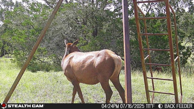 462 Schenk-Witkowski Rd, Rocksprings, TX 78880