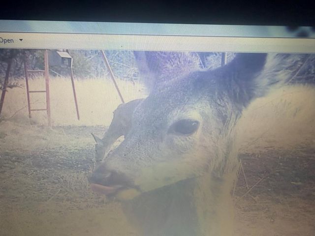 462 Schenk-Witkowski Rd, Rocksprings, TX 78880